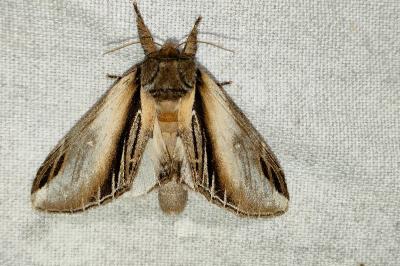 <i>Pheosia tremula</i>