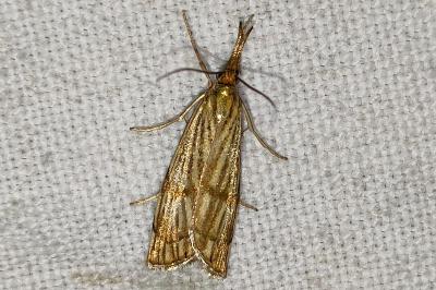 <i>Chrysocrambus linetella</i>