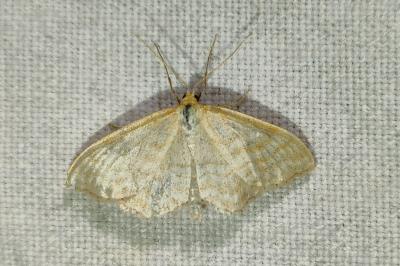 <i>Idaea macilentaria</i>