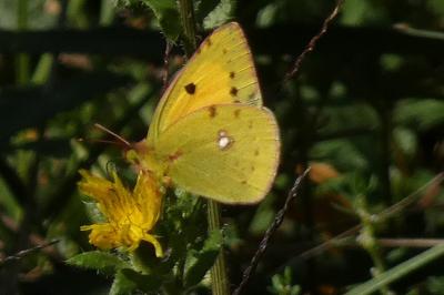 <i>Colias crocea</i>
