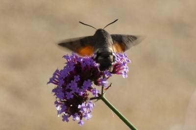 <i>Macroglossum stellatarum</i>
