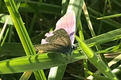 <i>Polyommatus icarus</i>