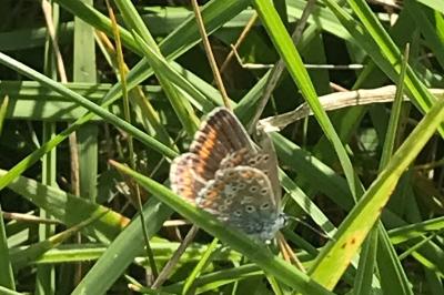 <i>Polyommatus icarus</i>