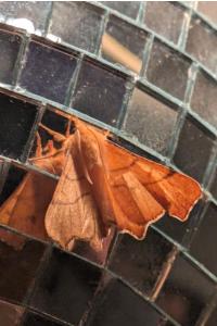 <i>Ennomos erosaria</i>