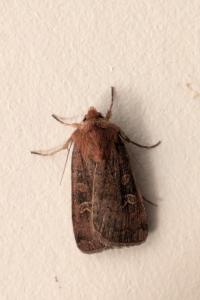 <i>Xestia xanthographa</i>