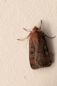 <i>Xestia xanthographa</i>