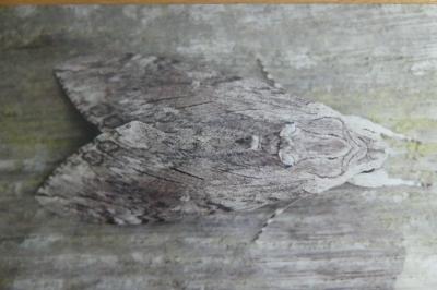 <i>Agrius convolvuli</i>