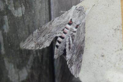 <i>Agrius convolvuli</i>