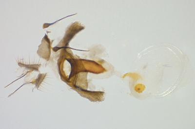 <i>Dichrorampha simpliciana</i>