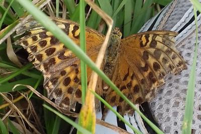 <i>Argynnis paphia</i>