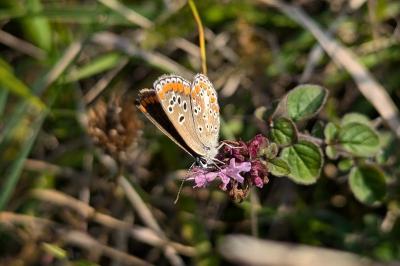 <i>Aricia agestis</i>