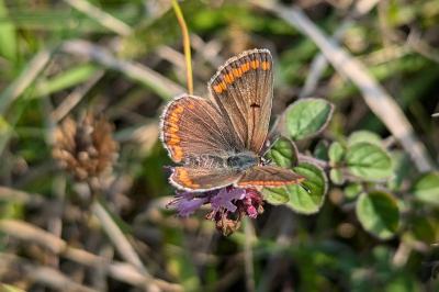 <i>Aricia agestis</i>
