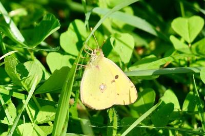 <i>Colias crocea</i>