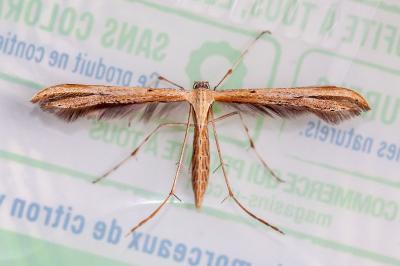<i>Emmelina monodactyla</i>