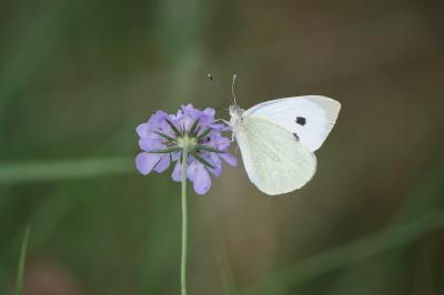 <i>Pieris brassicae</i>