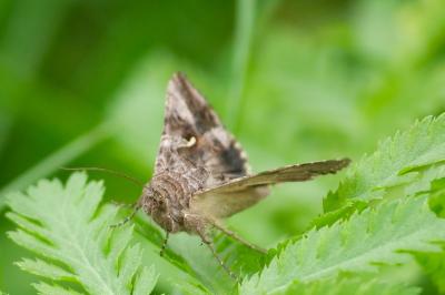 <i>Autographa gamma</i>