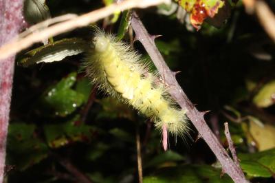 <i>Calliteara pudibunda</i>