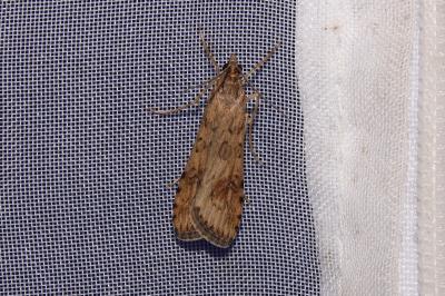 <i>Nomophila noctuella</i>