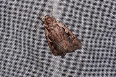 <i>Xestia agathina</i>