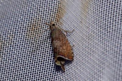 <i>Dichrorampha</i>