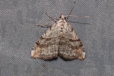 <i>Aplocera efformata</i>