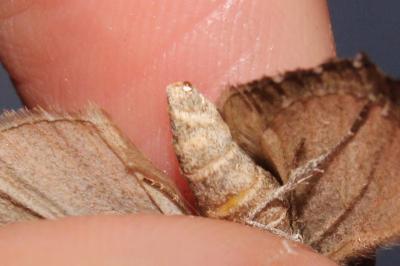 <i>Aplocera efformata</i>