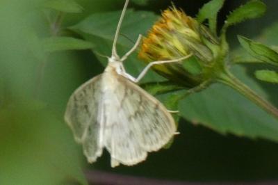 <i>Patania ruralis</i>