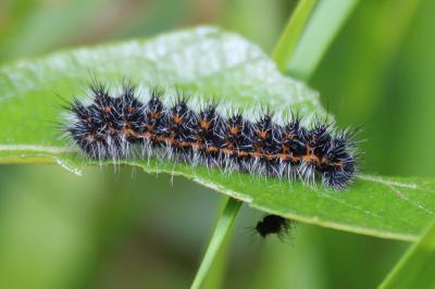<i>Saturnia pavonia</i>