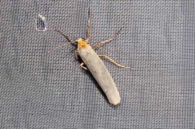 <i>Eilema caniola</i>