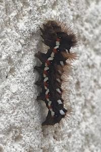 <i>Acronicta rumicis</i>
