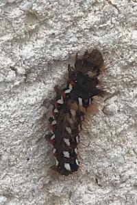 <i>Acronicta rumicis</i>