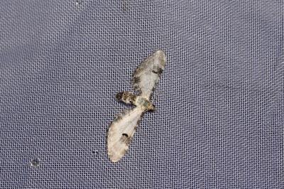 <i>Eupithecia centaureata</i>