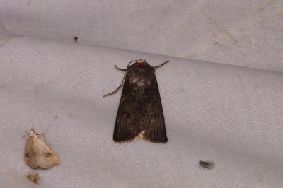 <i>Agrotis segetum</i>
