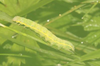 Lacanobia oleracea