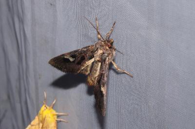 <i>Trigonophora flammea</i>