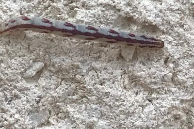 <i>Eupithecia centaureata</i>