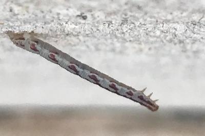 <i>Eupithecia centaureata</i>