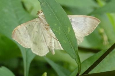 <i>Patania ruralis</i>