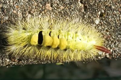 <i>Calliteara pudibunda</i>