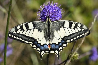 <i>Papilio machaon</i>