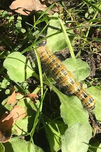 <i>Phalera bucephala</i>