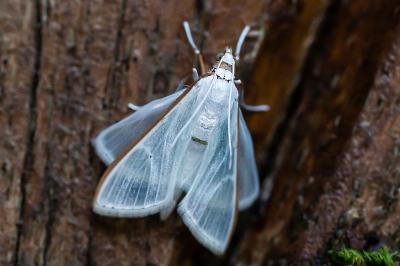 <i>Palpita vitrealis</i>