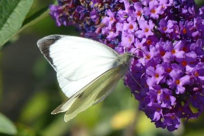 <i>Pieris brassicae</i>