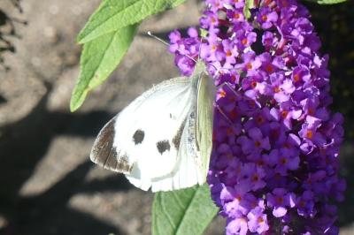 <i>Pieris brassicae</i>