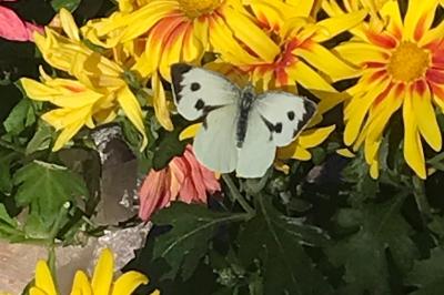 <i>Pieris brassicae</i>