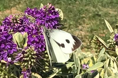 <i>Pieris brassicae</i>