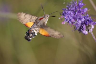 Macroglossum stellatarum