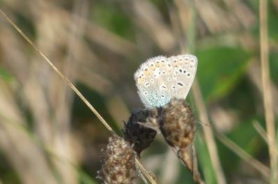 <i>Polyommatus icarus</i>