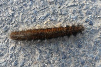 <i>Macrothylacia rubi</i>