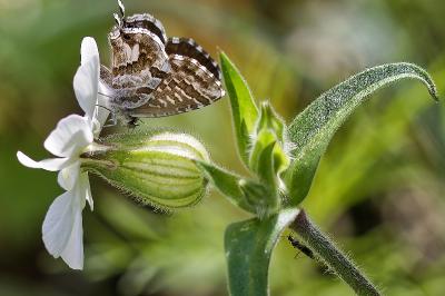 <i>Cacyreus marshalli</i>
